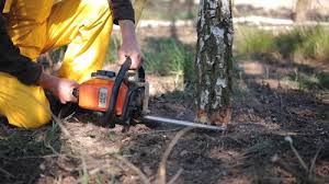 Best Tree Maintenance Programs  in East Rochester, NY