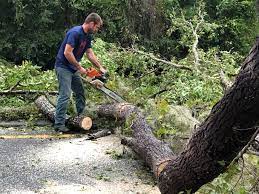  East Rochester, NY Tree Care Services Pros