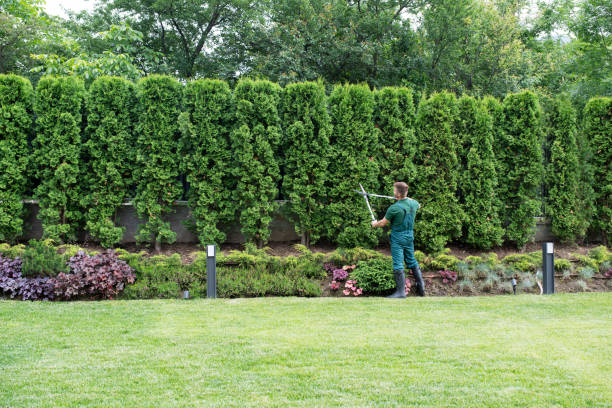 Best Lawn Drainage Solutions  in East Rochester, NY