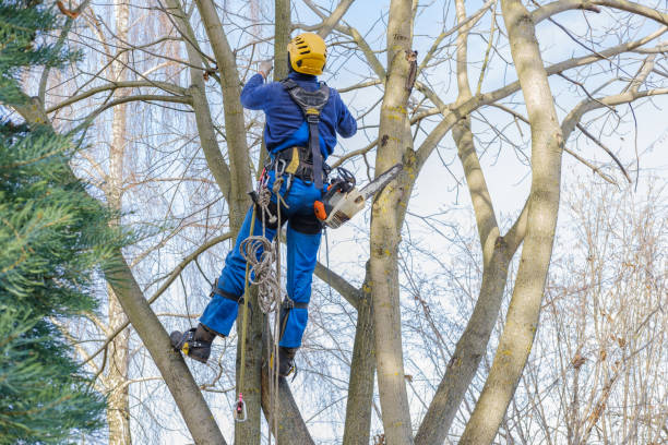 Best Tree Mulching  in East Rochester, NY