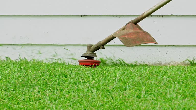 Best Grass Overseeding  in East Rochester, NY