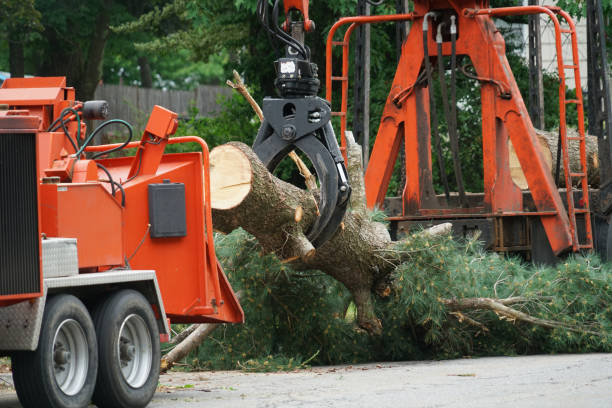 Best Stump Grinding and Removal  in East Rochester, NY